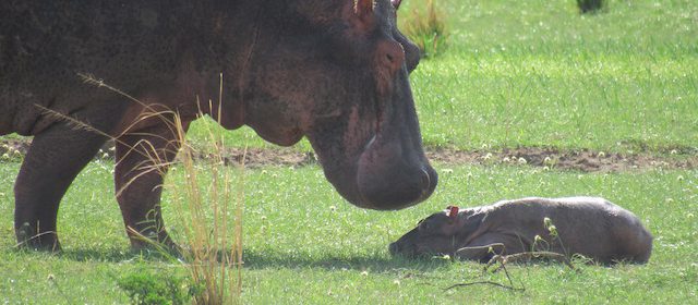 Hippo-with-baby-murchison-falls-park 2