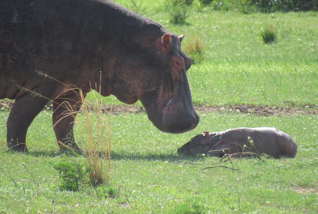 Hippo-with-baby-murchison-falls-park 2