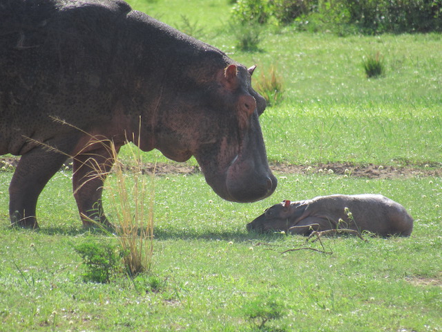 Hippo with baby murchison falls park
