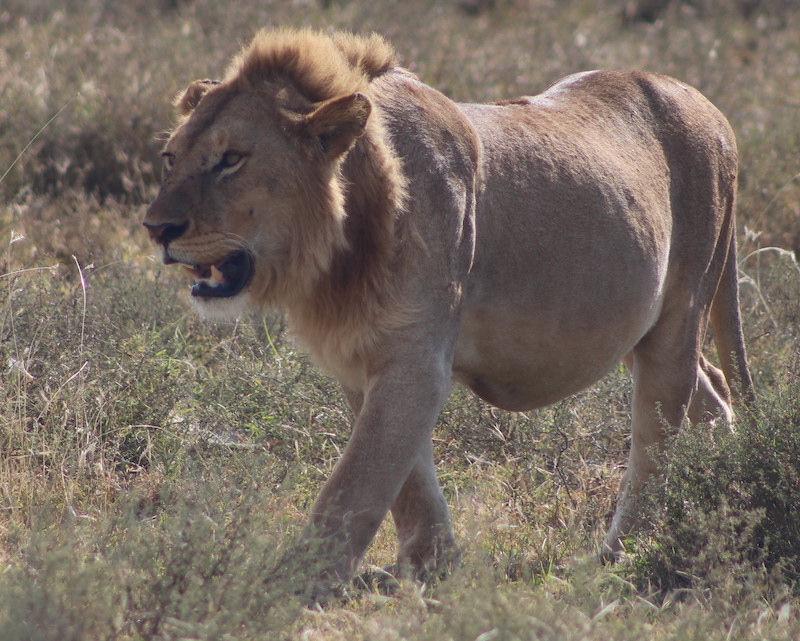 Lion in Serengeti