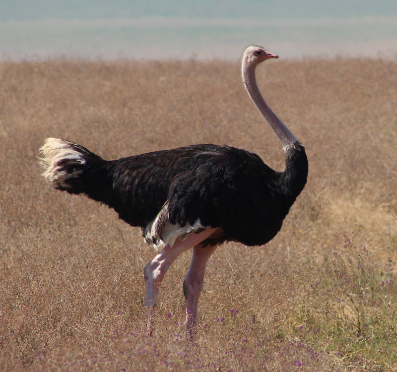 Ostrich in Ngorongoro