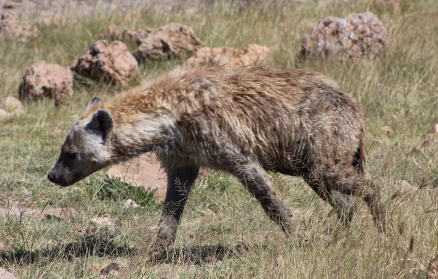 Ngorongoro-hyena