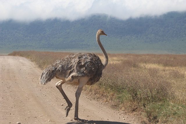 Ngorongoro-ostrich