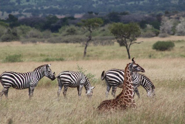 Ngorongoro-zebras