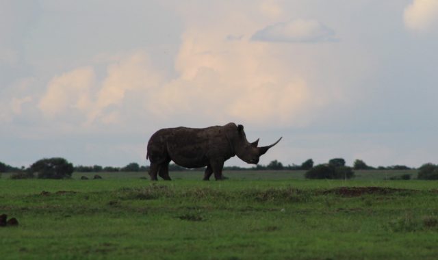 Ol-Pejeta-Rhino