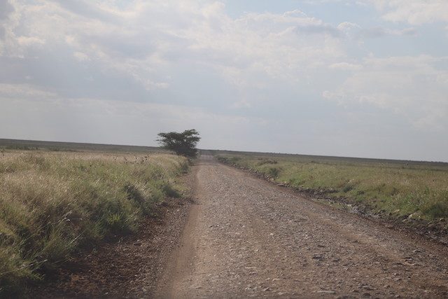 Road-in-serengeti