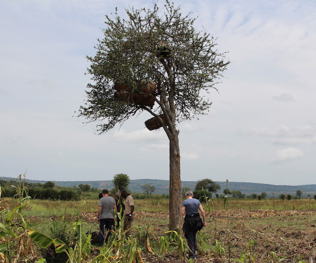 Rwanda bee keeping