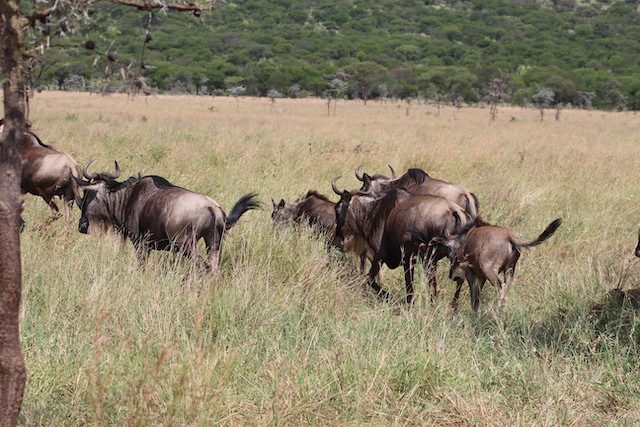 Wildbeast-in-serengeti