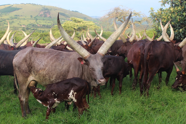 Ankole Cow Uganda