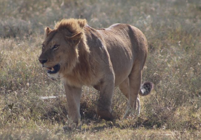 Lion in central Serengeti