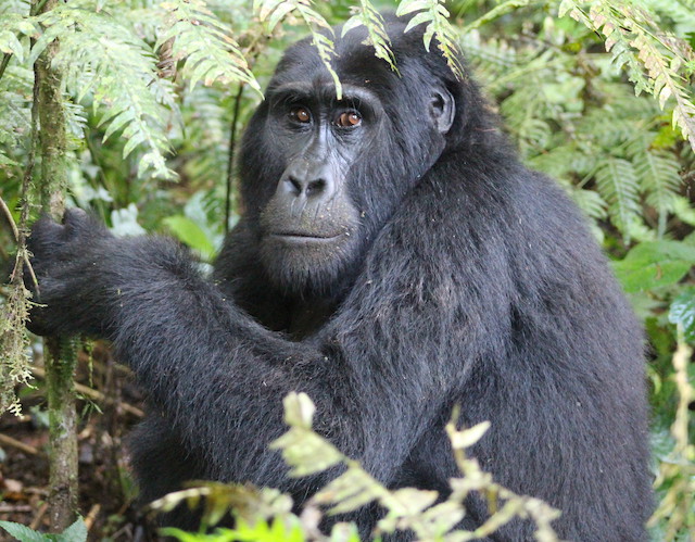 Rwanda Gorilla Safari