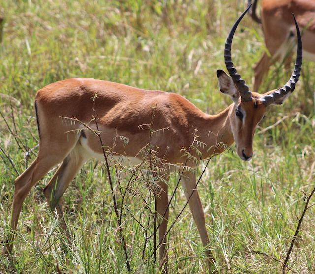 Impala in Akagera National Park