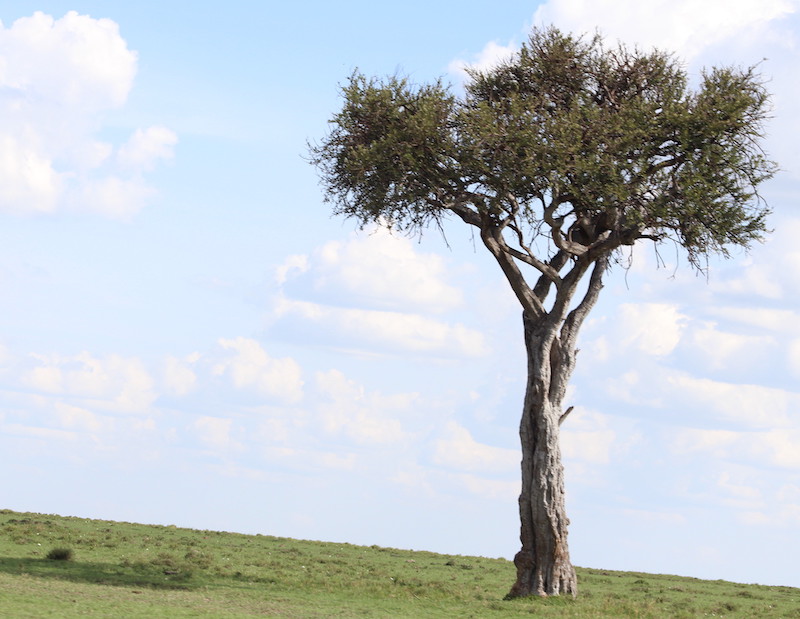 Landscape of Masai Mara