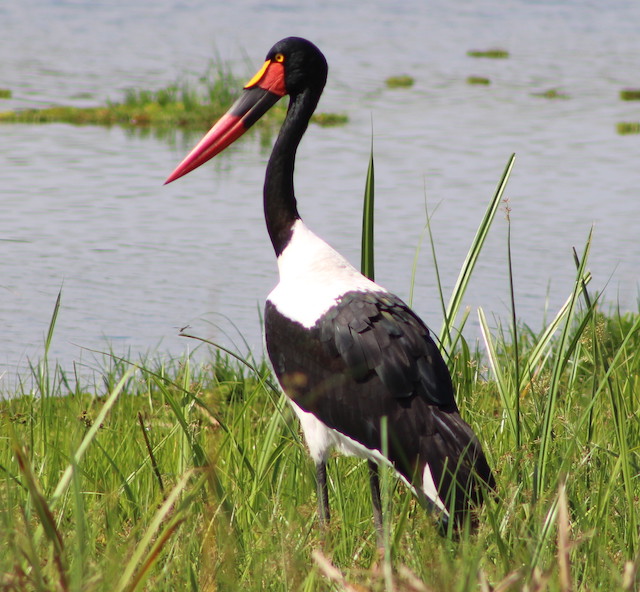 Saddle-billed Stork