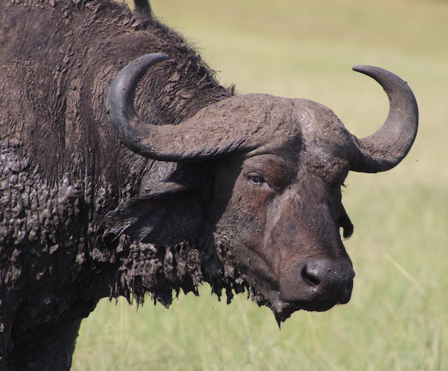 Buffalo in Queen Elizabeth National Park