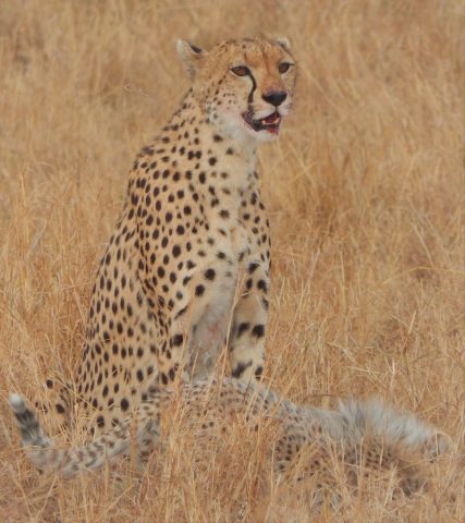 Wildlife Safari