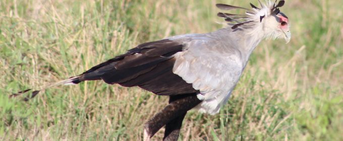 Secretary Bird in Maasai Mara