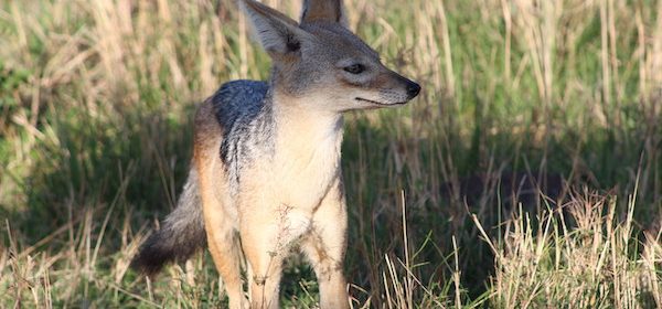 Black backed Jackal in Maasai Mara national reserve