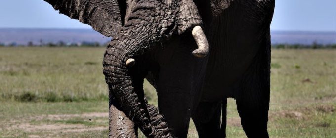 Elephant - Masai Mara