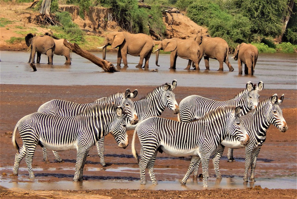 Grevy Zebras in Samburu