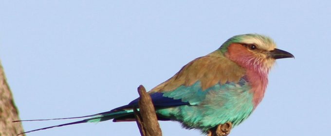 Lilac Breasted Roller in Maasai Mara National Reserve
