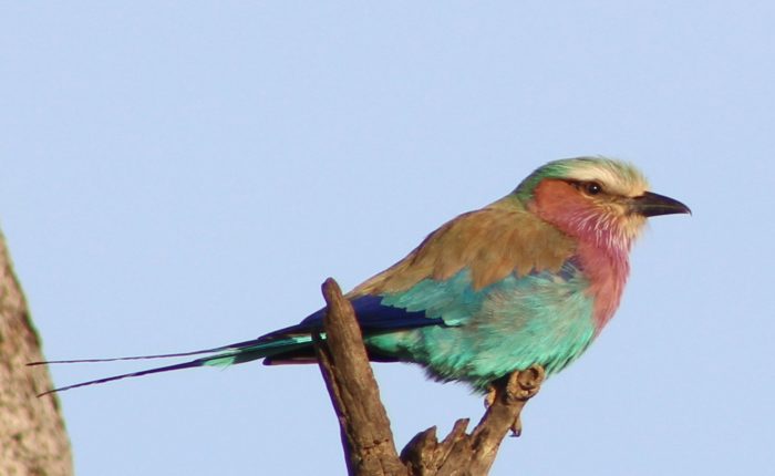 Lilac Breasted Roller in Maasai Mara National Reserve