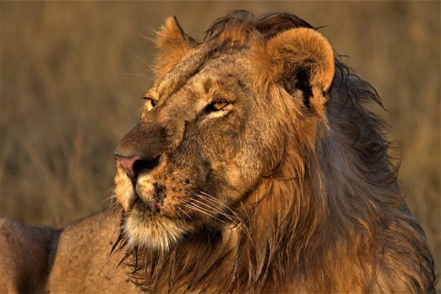 Male-Lion-Masai-Mara