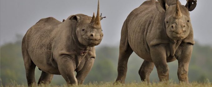 Rhinos in Kenya