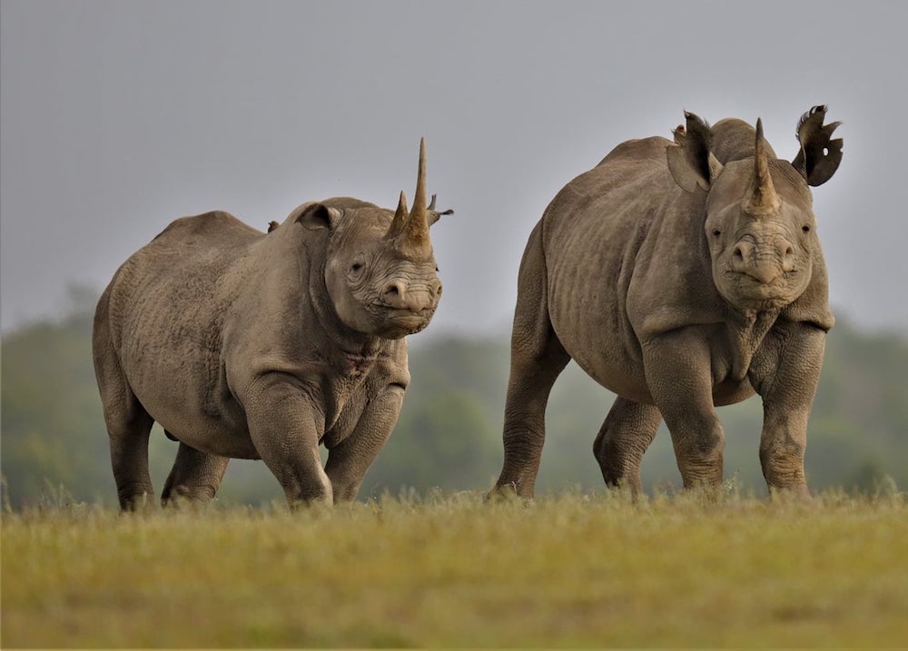 Best Places to see Rhinos in Wild Kenya