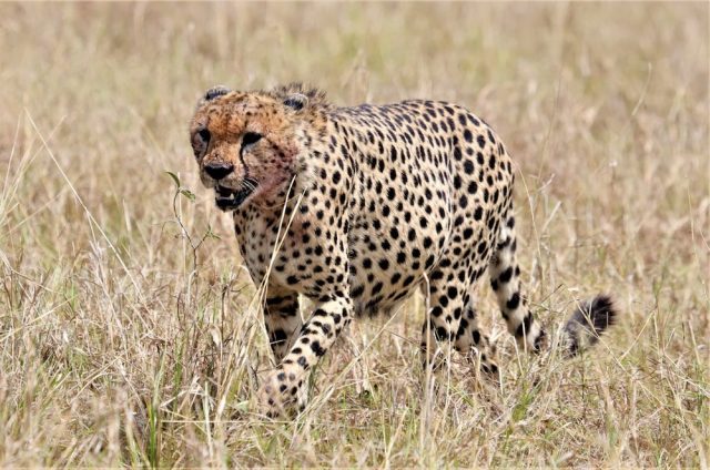 cheetah-in kenya