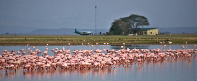 Flamingoes at Amboseli