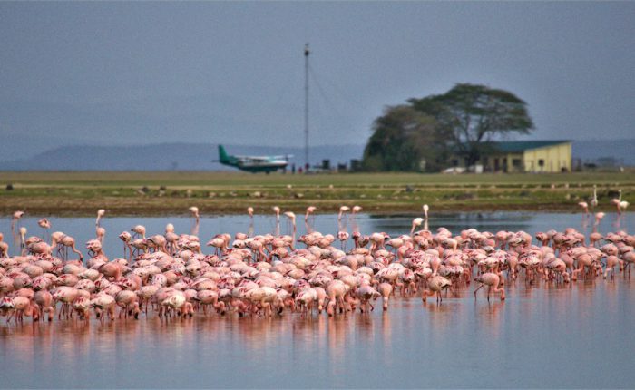 Flamingoes at Amboseli