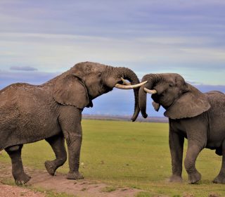 Top 10 Safari Destinations in Kenya