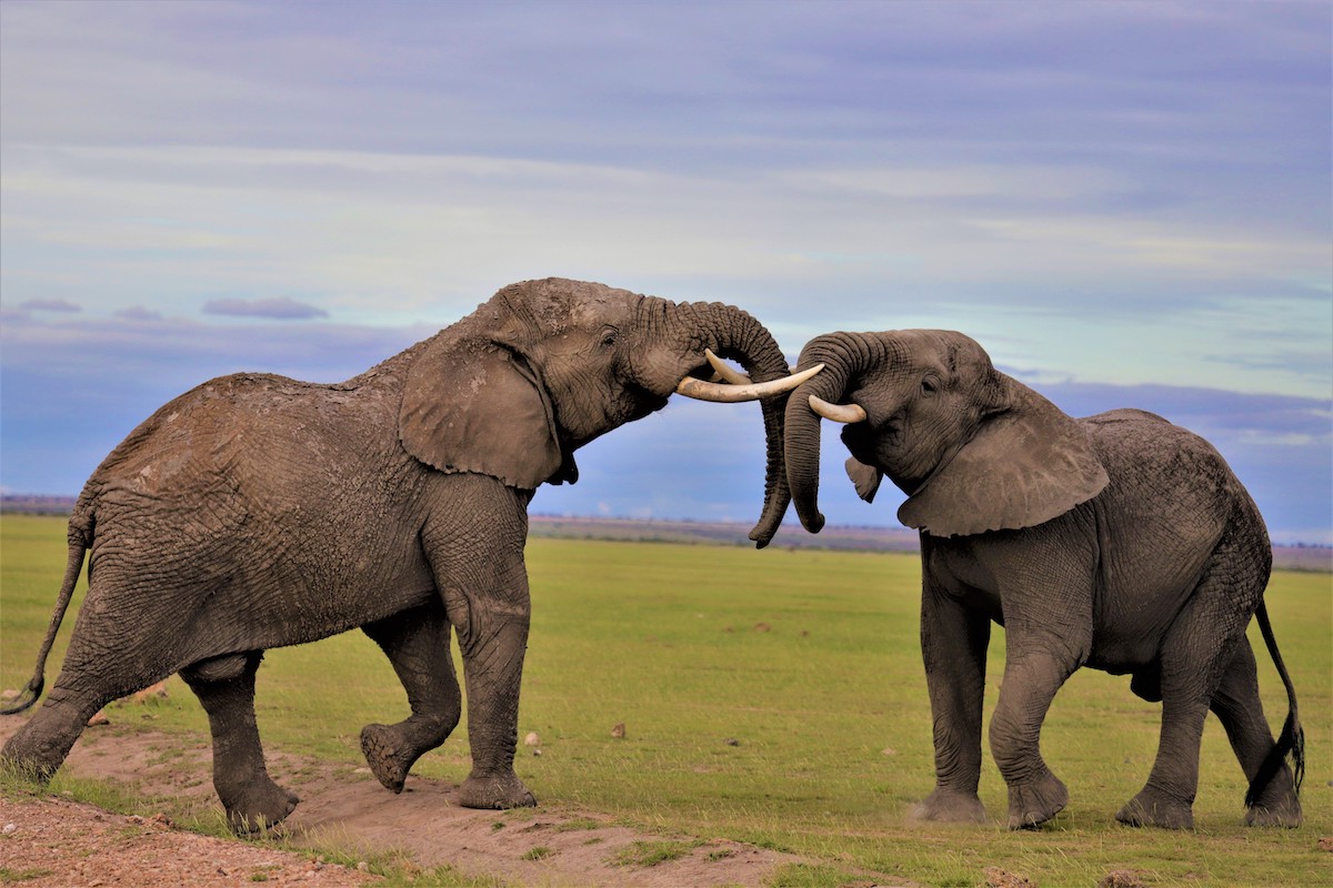 Kenya-Elephants -Amboseli