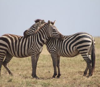 Top 10 Safari destinations in Tanzania