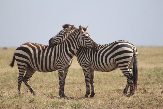 Tanzania Photo Safaris