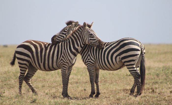 Zebras in Serengeti