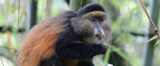 Rwanda-golden-monkey-trekking