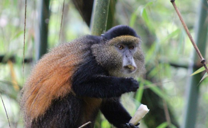 Rwanda-golden-monkey-trekking