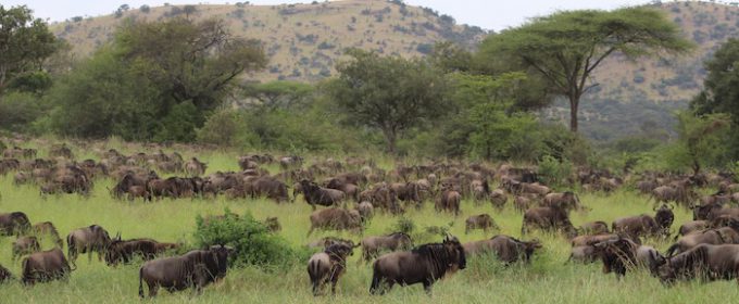 game-drives-in-tanzania-serengeti-national-park