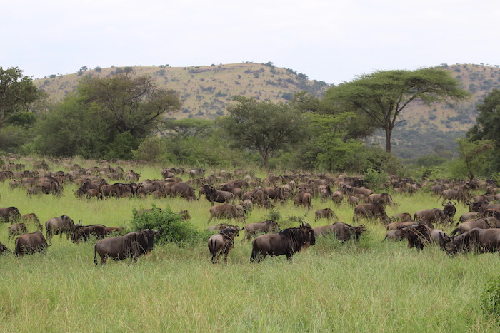 How to Prepare for a Tanzania Safari