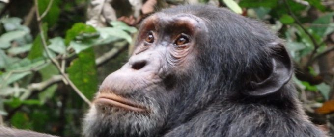 Chimpanzee Tracking Uganda