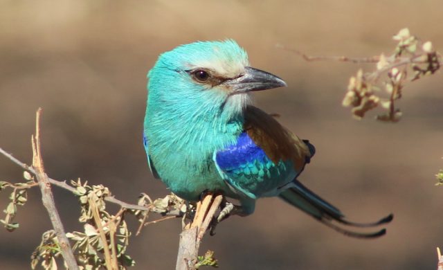 Abyssinian-Roller-in-Kidepo-national-park.