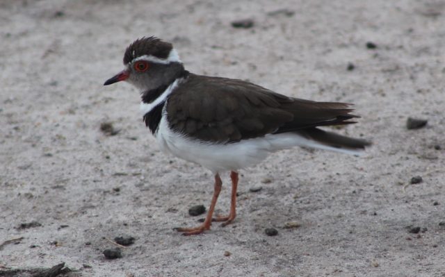 Forbes's Plover in Queen Elizabeth national park, Uganda