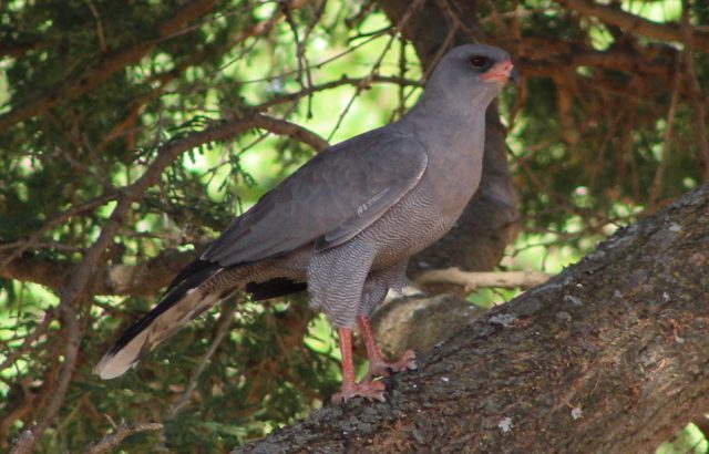 Dark-chanting Goshawk in Bokora-Matheniko Wildlife Reserve