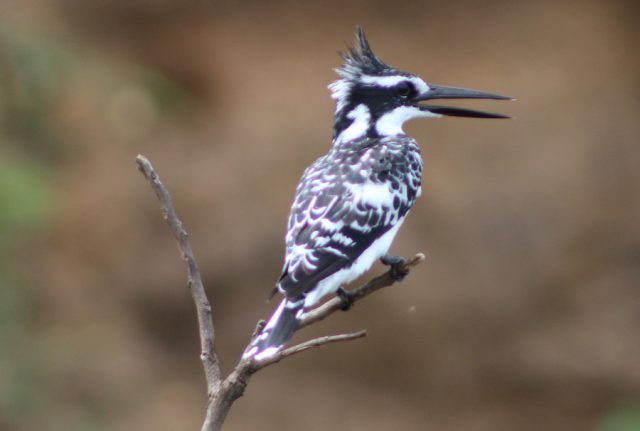 Pied-kingfisher-in-murchison-falls-park