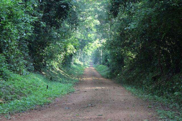 The Royal mile of Budongo Forest
