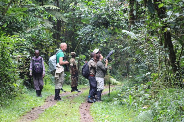 Birding Buhoma Sector of Bwindi Impenetrable national park