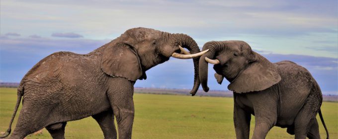 Elephants in Amboseli National Park