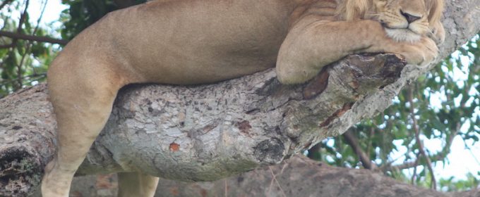 Tree Climbing Lion in Queen Elizabeth Park Uganda